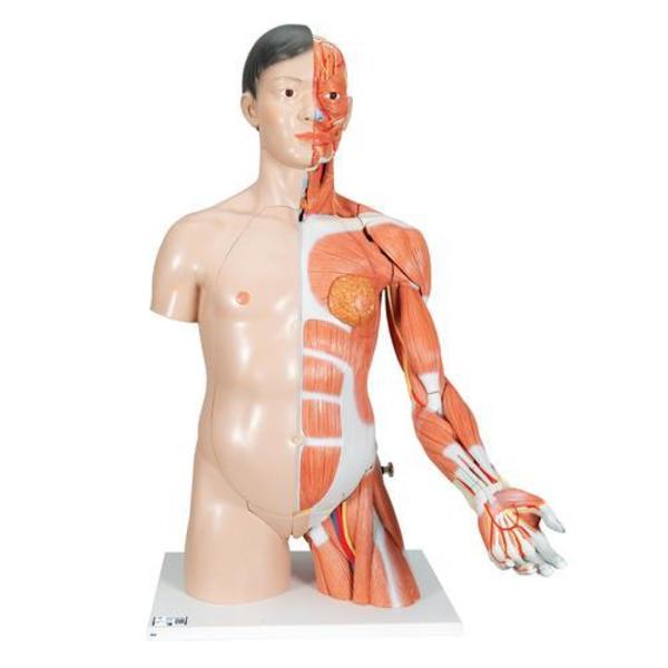 3B Scientific Asian Deluxe Dual-Sex Torso, 33 part - w/ 3B Smart Anatomy 1000204